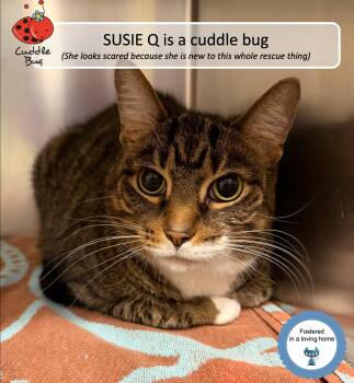 Rescue Tabby Cats for Adoption in Cincinnati, Ohio - Susie Q | PetCurious
