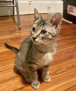 Doho -  Domestic Short Hair Cat for Adoption in Philadelphia, Pennsylvania - Doho | PetCurious