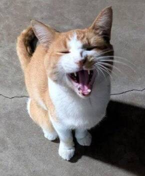 Domestic Short Hair Cats Available for Adoption in Monrovia, California - Vincent | PetCurious