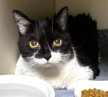 MOLLY -  Domestic Short Hair Cat for Adoption in Dedham, Massachusetts - MOLLY | PetCurious
