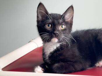 Carmen -  Domestic Short Hair Cat for Adoption - Carmen | PetCurious