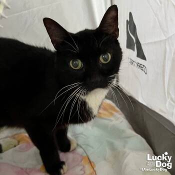 Rescue Domestic Short Hair and Tuxedo Cats for Adoption in Washington, District Of Columbia - Begotes | PetCurious