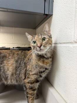 Brown Sugar -  Domestic Short Hair Cat for Adoption in Wichita, Kansas - Brown Sugar | PetCurious