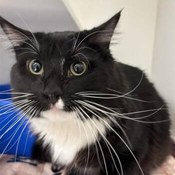 Casanova -  Domestic Long Hair Cat Available for Adoption in Tempe, Arizona - Casanova | PetCurious