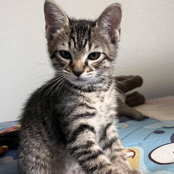 Rob -  Domestic Short Hair Cat for Adoption in Port Charlotte, Florida - Rob | PetCurious