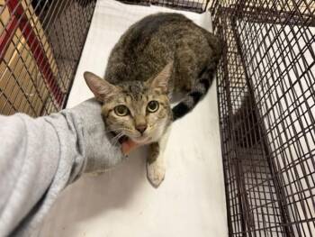 MAISY -  Domestic Short Hair Cat for Adoption in Doral, Florida - MAISY | PetCurious