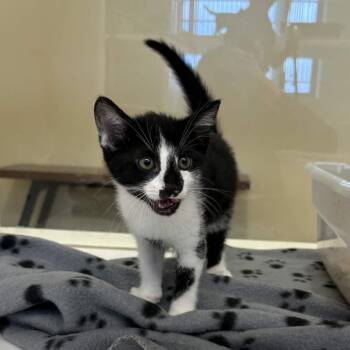 Rebekah -  Domestic Short Hair Cat for Adoption in Beaumont, Texas - Rebekah | PetCurious