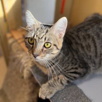 Rescue Domestic Short Hair Cats for Adoption in Tulsa, Oklahoma - Marbles | PetCurious