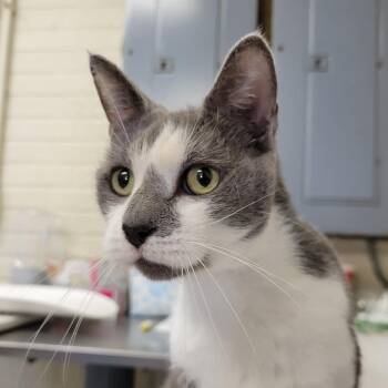 Jenny -  Domestic Short Hair Cat for Adoption in Ruckersville, Virginia - Jenny | PetCurious