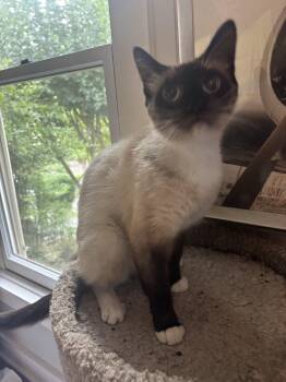 Maria -  Siamese Cat for Adoption in Shrewsbury, Massachusetts - Maria | PetCurious