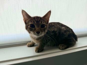 Hot Tamale -  Domestic Short Hair Cat for Adoption in Miami, Oklahoma - Hot Tamale | PetCurious