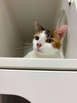 Domestic Short Hair Cats Available for Adoption in Johnson City, Tennessee - Camie (Crocus) | PetCurious