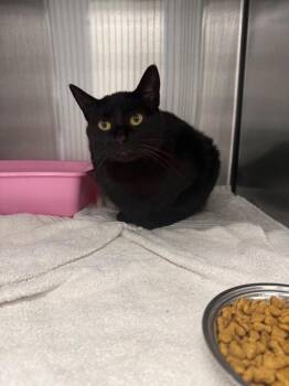 Domestic Short Hair Cats Available for Adoption - Zora | PetCurious