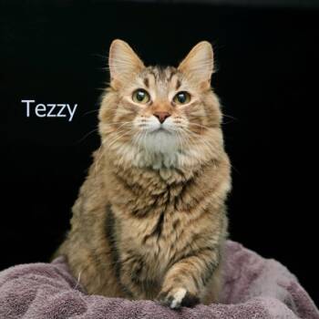 Rescue Domestic Medium Hair and Domestic Short Hair Cats for Adoption in Parma, Ohio - Tezzy | PetCurious