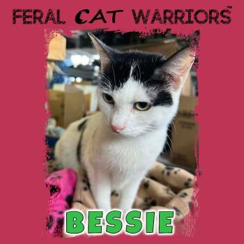 Bessie -  Domestic Short Hair Cat Available for Adoption in Kingman, Arizona - Bessie | PetCurious