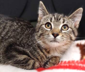 Rescue Domestic Short Hair Cats for Adoption in Belmont, New York - Sebastian | PetCurious