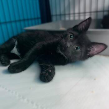 Kobe -  Domestic Short Hair Cat for Adoption in Davenport, Iowa - Kobe | PetCurious