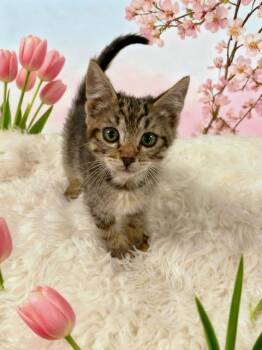 Tabby Cats Available for Adoption in Tehachapi, California - Pistachio | PetCurious