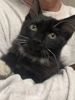 Matilda -  Tuxedo Cat for Adoption in Poplarville, Mississippi - Matilda | PetCurious