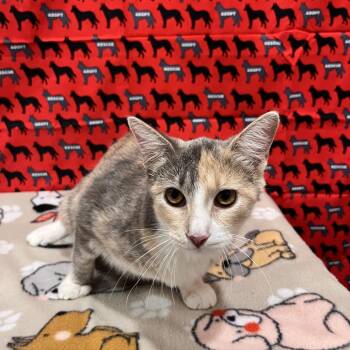 Maggie -  Domestic Short Hair Cat for Adoption in Washburn, Missouri - Maggie | PetCurious