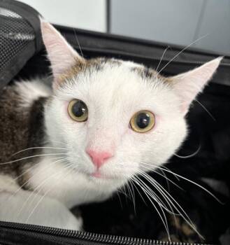 Coquito -  Domestic Short Hair Cat for Adoption - Coquito | PetCurious