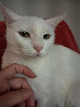 Olivia Walton -  Domestic Short Hair Cat for Adoption in Wheaton, Illinois - Olivia Walton | PetCurious