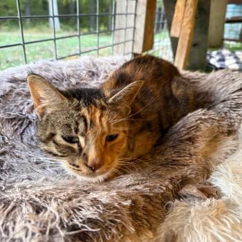 Rescue Domestic Short Hair Cats for Adoption in Garfield, Arkansas - Begonia | PetCurious