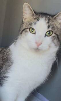 Rescue Domestic Short Hair Cats for Adoption in Dalton, Georgia - Spud | PetCurious