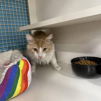 George -  Domestic Medium Hair Cat for Adoption in Las Vegas, Nevada - George | PetCurious