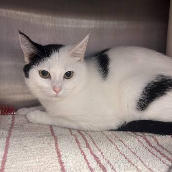 Oreo -  Domestic Short Hair Cat for Adoption in Fort Wayne, Indiana - Oreo | PetCurious