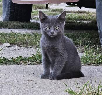 Rescue Domestic Medium Hair Cats for Adoption in Lenexa, Kansas - Echo | PetCurious