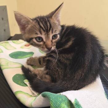 Puck -  Domestic Short Hair Cat for Adoption in Pasadena, California - Puck | PetCurious