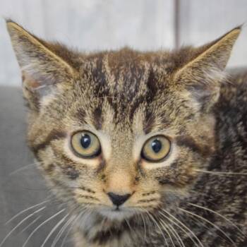 Rescue Tabby and Domestic Short Hair Cats for Adoption in Huntley, Illinois - Clarice | PetCurious