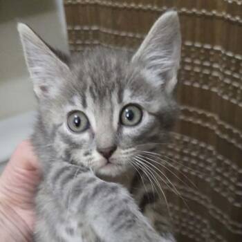 Domestic Short Hair Cats Available for Adoption in Bentonville, Arkansas - Lauren | PetCurious