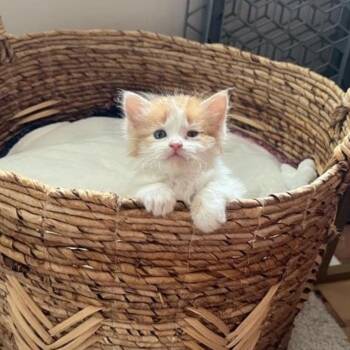 Cheese (BONDED) -  Domestic Medium Hair Cat for Adoption in Denver, Colorado - Cheese (BONDED) | PetCurious
