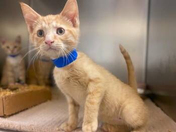 SPICE -  Domestic Short Hair Cat for Adoption in Fort Wayne, Indiana - SPICE | PetCurious