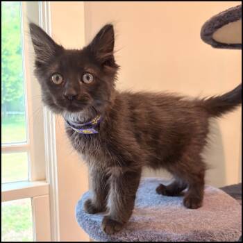 Domestic Medium Hair Cats Available for Adoption in Roswell, Georgia - Little Bug | PetCurious
