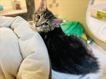 BAILEY -  Domestic Medium Hair Cat for Adoption in Santa Fe, New Mexico - BAILEY | PetCurious