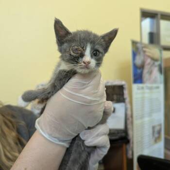 Magnificent -  Domestic Short Hair Cat for Adoption in Lynchburg, Virginia - Magnificent | PetCurious