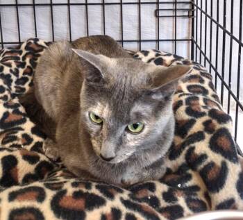 Rescue Domestic Short Hair Cats for Adoption in Ogden, Utah - Delphine | PetCurious