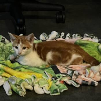 Domestic Short Hair Cats Available for Adoption in Minnetonka, Minnesota - Gladys C69580 | PetCurious