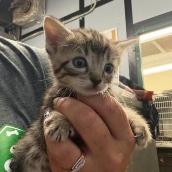 Honey Smacks -  Domestic Medium Hair Cat for Adoption in Lake Jackson, Texas - Honey Smacks | PetCurious