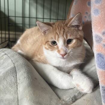 Red Savina -  Domestic Short Hair Cat for Adoption in Richmond, Virginia - Red Savina | PetCurious