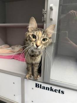 POT ROAST -  Domestic Short Hair Cat for Adoption in Omaha, Nebraska - POT ROAST | PetCurious