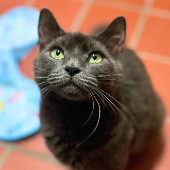 Carmella -  Domestic Short Hair Cat for Adoption in Port Washington, New York - Carmella | PetCurious