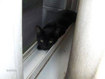 Rescue Domestic Short Hair Cats for Adoption in Williamsport, Pennsylvania - Max | PetCurious