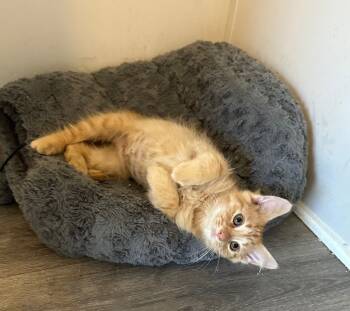 Rescue Domestic Long Hair Cats for Adoption in Youngsville, North Carolina - Marquee25 | PetCurious