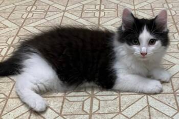 Bert -  Domestic Long Hair Cat Available for Adoption in Cincinnati, Ohio - Bert | PetCurious