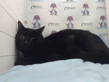 Domestic Short Hair Cats Available for Adoption in Orlando, Florida - TOBY | PetCurious