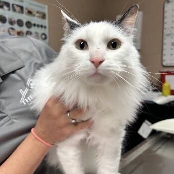 Domestic Medium Hair Cats Available for Adoption in Newport, North Carolina - Icarus | PetCurious
